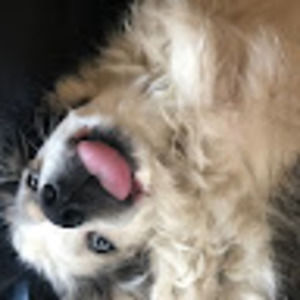 Meet your Posher, Payton